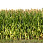 CornStalkPattern