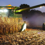 Cornfield-Nighttime