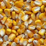 cornKernels-pattern