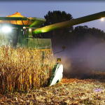 Cornfield-Nighttime-Shadow